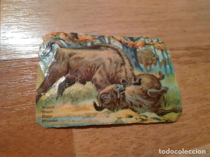 Coleccionismo cromos antiguos: ANTIGUO CROMO DE ANIMALES: BISONTES - Foto 1