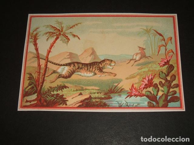 Colecionismo Cromos antigos: PANTERA TRAS GACELA CROMO SIGLO XIX