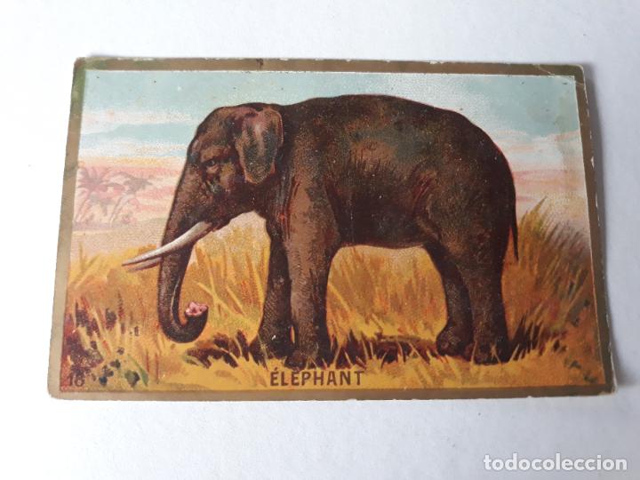 Coleccionismo cromos antiguos: ELEFANTE CROMO SIGLO XIX - Foto 1