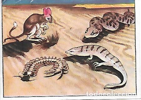 Collezionismo Figurine antiche: ALBUM N&ordm; 1 - SERIE VI - CHOCOLATES BATANGA. LOS ANIMALES DEL DESIERTO