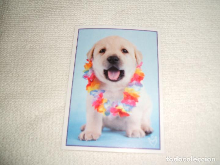 Colecionismo Cromos antigos: Cromo n&ordm; 45 Animalitos a&uacute;n m&aacute;s divertidos de la colecci&oacute;n de cromos del &aacute;lbum de Panini a&ntilde;o 2010
