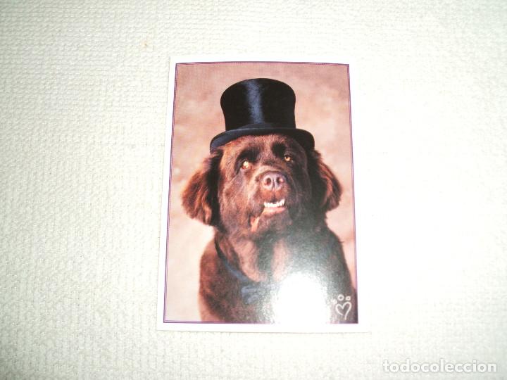 Collezionismo Figurine antiche: Cromo n&ordm; 102 Animalitos a&uacute;n m&aacute;s divertidos de la colecci&oacute;n de cromos del &aacute;lbum de Panini a&ntilde;o 2010