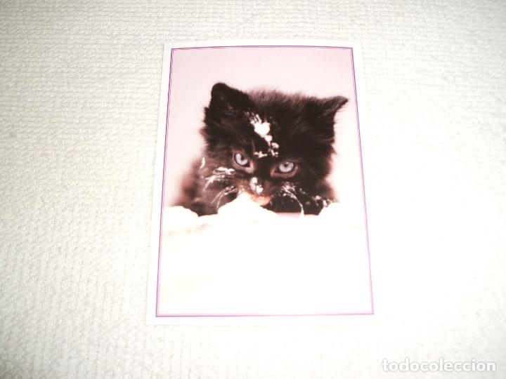 Colecionismo Cromos antigos: Cromo n&ordm; 119 Animalitos a&uacute;n m&aacute;s divertidos de la colecci&oacute;n de cromos del &aacute;lbum de Panini a&ntilde;o 2010