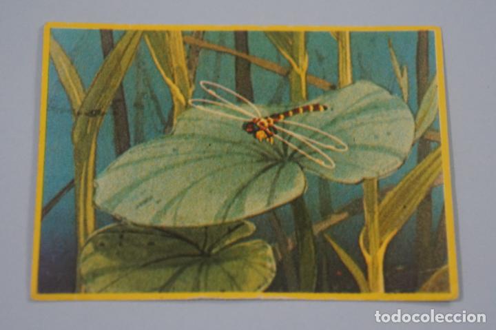 Coleccionismo cromos antiguos: CROMO DE LA ABEJA MAYA SIN PEGAR N&ordm; 50 A&Ntilde;O 1977 DEL ALBUM LA ABEJA MAYA DE DANONE