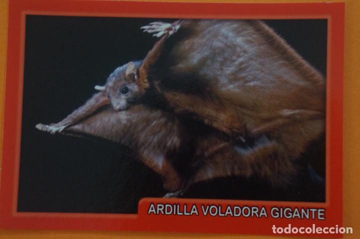 Coleccionismo Cromos antiguos: CROMO DE ANIMALITOS CUCCIOLOTTI SIN PEGAR N&ordm; 44 A&Ntilde;O 2017 DEL ALBUM ANIMALITOS... DE PANINI
