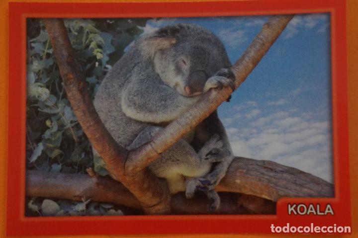 Coleccionismo Cromos antiguos: CROMO DE ANIMALITOS CUCCIOLOTTI SIN PEGAR N&ordm; 54 A&Ntilde;O 2017 DEL ALBUM ANIMALITOS... DE PANINI