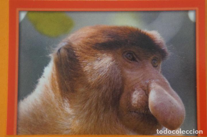 Coleccionismo Cromos antiguos: CROMO DE ANIMALITOS CUCCIOLOTTI SIN PEGAR N&ordm; 63 A&Ntilde;O 2017 DEL ALBUM ANIMALITOS... DE PANINI