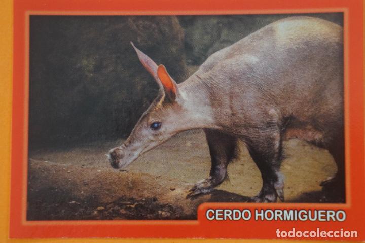 Coleccionismo Cromos antiguos: CROMO DE ANIMALITOS CUCCIOLOTTI SIN PEGAR N&ordm; 66 A&Ntilde;O 2017 DEL ALBUM ANIMALITOS... DE PANINI