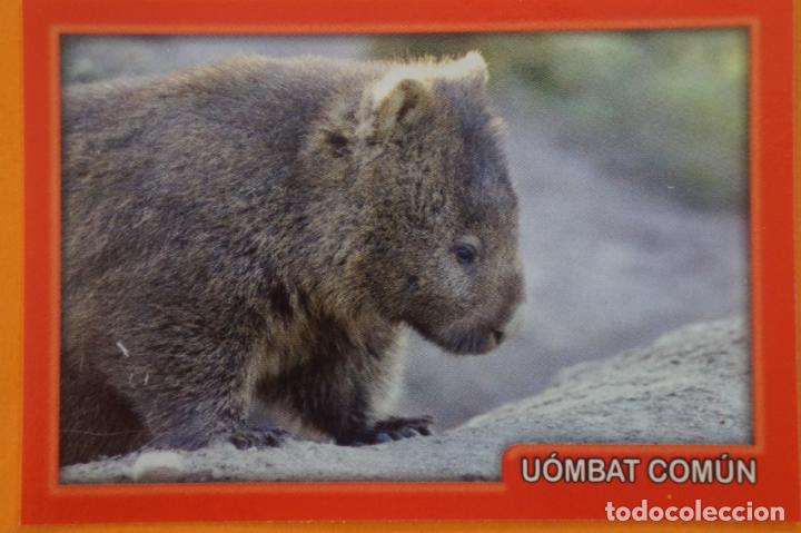 Coleccionismo Cromos antiguos: CROMO DE ANIMALITOS CUCCIOLOTTI SIN PEGAR N&ordm; 123 A&Ntilde;O 2017 DEL ALBUM ANIMALITOS... DE PANINI