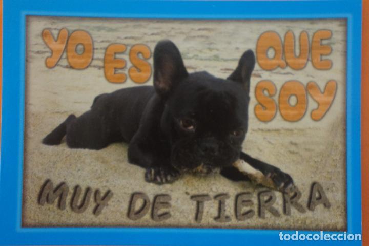 Coleccionismo Cromos antiguos: CROMO DE ANIMALITOS CUCCIOLOTTI SIN PEGAR N&ordm; 144 A&Ntilde;O 2017 DEL ALBUM ANIMALITOS... DE PANINI