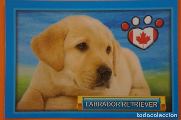 Coleccionismo Cromos antiguos: CROMO DE ANIMALITOS CUCCIOLOTTI SIN PEGAR N&ordm; 169 A&Ntilde;O 2017 DEL ALBUM ANIMALITOS... DE PANINI