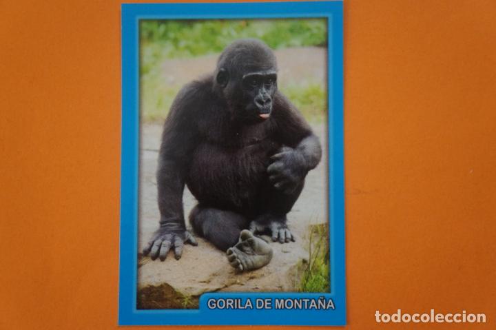 Coleccionismo Cromos antiguos: CROMO DE ANIMALITOS CUCCIOLOTTI SIN PEGAR N&ordm; 181 A&Ntilde;O 2017 DEL ALBUM ANIMALITOS... DE PANINI