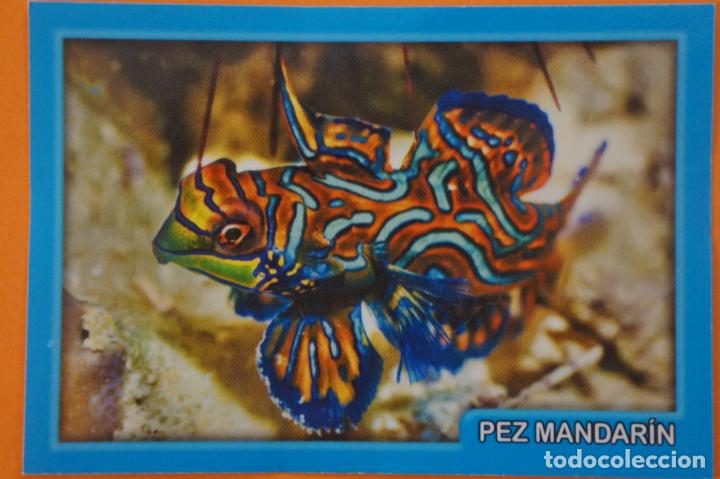 Colecionismo Cromos antigos: CROMO DE ANIMALITOS CUCCIOLOTTI SIN PEGAR N&ordm; 199 A&Ntilde;O 2017 DEL ALBUM ANIMALITOS... DE PANINI