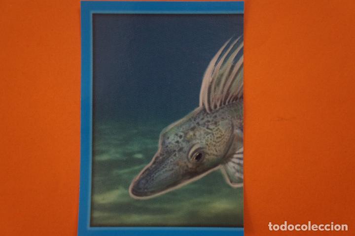 Coleccionismo Cromos antiguos: CROMO DE ANIMALITOS CUCCIOLOTTI SIN PEGAR N&ordm; 216 A&Ntilde;O 2017 DEL ALBUM ANIMALITOS... DE PANINI