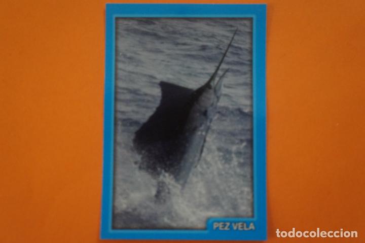 Coleccionismo Cromos antiguos: CROMO DE ANIMALITOS CUCCIOLOTTI SIN PEGAR N&ordm; 218 A&Ntilde;O 2017 DEL ALBUM ANIMALITOS... DE PANINI