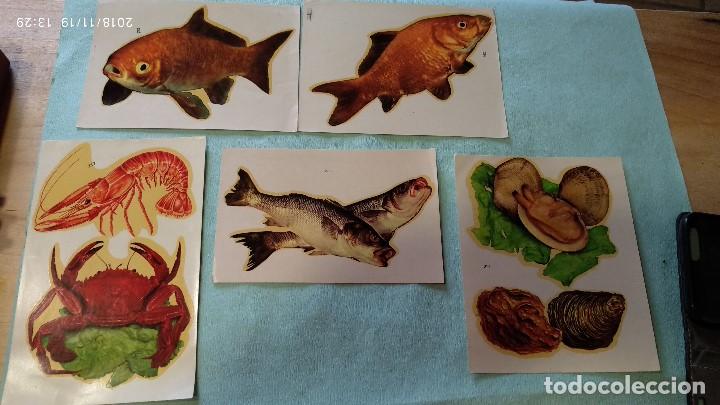 Coleccionismo cromos antiguos: Grandes calcomanias de animales - Foto 1