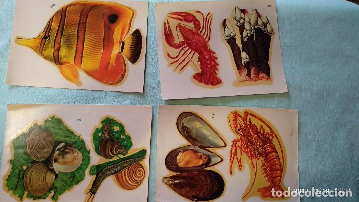 Coleccionismo cromos antiguos: Grandes calcomanias de animales - Foto 1