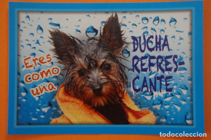 Coleccionismo Cromos antiguos: CROMO DE ANIMALITOS CUCCIOLOTTI SIN PEGAR N&ordm; 270 A&Ntilde;O 2017 DEL ALBUM ANIMALITOS... DE PANINI