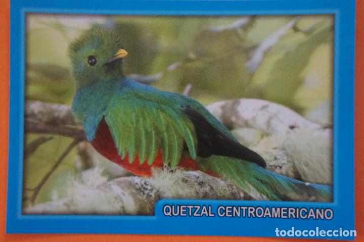 Coleccionismo Cromos antiguos: CROMO DE ANIMALITOS CUCCIOLOTTI SIN PEGAR N&ordm; 321 A&Ntilde;O 2017 DEL ALBUM ANIMALITOS... DE PANINI