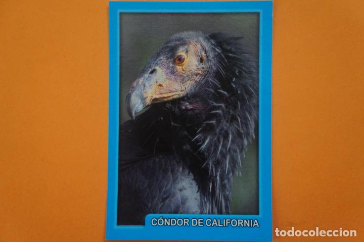 Coleccionismo Cromos antiguos: CROMO DE ANIMALITOS CUCCIOLOTTI SIN PEGAR N&ordm; 329 A&Ntilde;O 2017 DEL ALBUM ANIMALITOS... DE PANINI