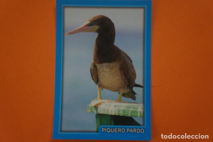 Coleccionismo Cromos antiguos: CROMO DE ANIMALITOS CUCCIOLOTTI SIN PEGAR N&ordm; 333 A&Ntilde;O 2017 DEL ALBUM ANIMALITOS... DE PANINI