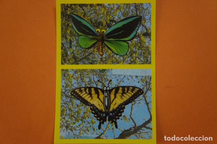 Coleccionismo Cromos antiguos: CROMO DE ANIMALITOS CUCCIOLOTTI SIN PEGAR N&ordm; 358 A&Ntilde;O 2017 DEL ALBUM ANIMALITOS... DE PANINI