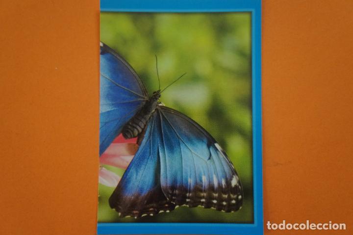 Coleccionismo Cromos antiguos: CROMO DE ANIMALITOS CUCCIOLOTTI SIN PEGAR N&ordm; 359 A&Ntilde;O 2017 DEL ALBUM ANIMALITOS... DE PANINI