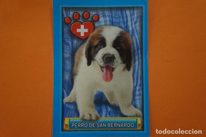 Coleccionismo Cromos antiguos: CROMO DE ANIMALITOS CUCCIOLOTTI SIN PEGAR N&ordm; 394 A&Ntilde;O 2017 DEL ALBUM ANIMALITOS... DE PANINI
