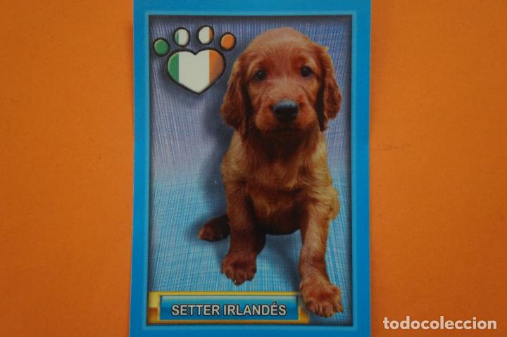Colecionismo Cromos antigos: CROMO DE ANIMALITOS CUCCIOLOTTI SIN PEGAR N&ordm; 395 A&Ntilde;O 2017 DEL ALBUM ANIMALITOS... DE PANINI