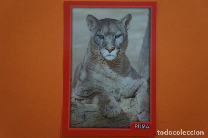 Coleccionismo Cromos antiguos: CROMO DE ANIMALITOS CUCCIOLOTTI SIN PEGAR N&ordm; 440 A&Ntilde;O 2017 DEL ALBUM ANIMALITOS CUCCIOLOTTI DE PANINI