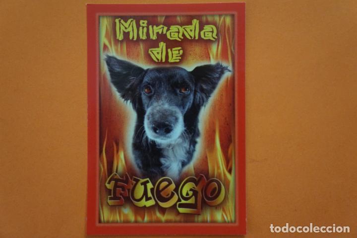 Coleccionismo Cromos antiguos: CROMO DE ANIMALITOS CUCCIOLOTTI SIN PEGAR N&ordm; 478 A&Ntilde;O 2017 DEL ALBUM ANIMALITOS CUCCIOLOTTI DE PANINI