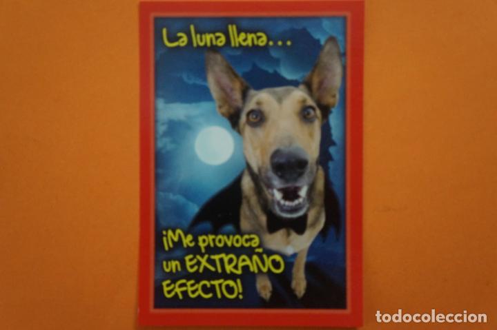 Coleccionismo Cromos antiguos: CROMO DE ANIMALITOS CUCCIOLOTTI SIN PEGAR N&ordm; 489 A&Ntilde;O 2017 DEL ALBUM ANIMALITOS CUCCIOLOTTI DE PANINI