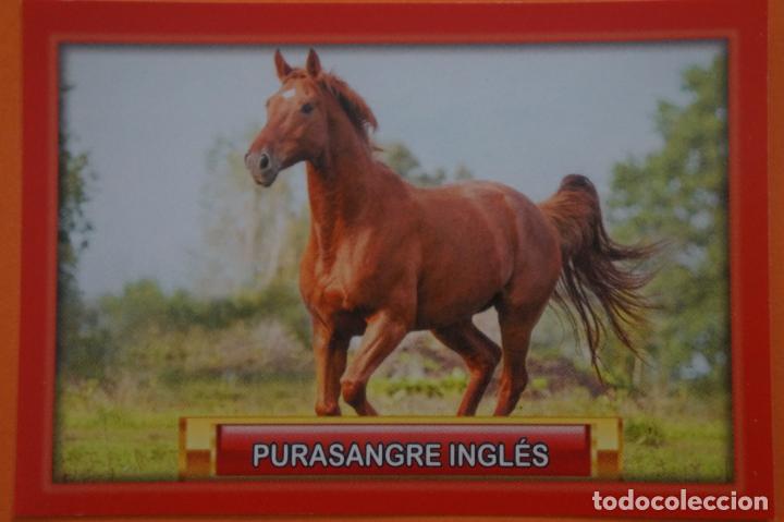 Coleccionismo Cromos antiguos: CROMO DE ANIMALITOS CUCCIOLOTTI SIN PEGAR N&ordm; 498 A&Ntilde;O 2017 DEL ALBUM ANIMALITOS CUCCIOLOTTI DE PANINI