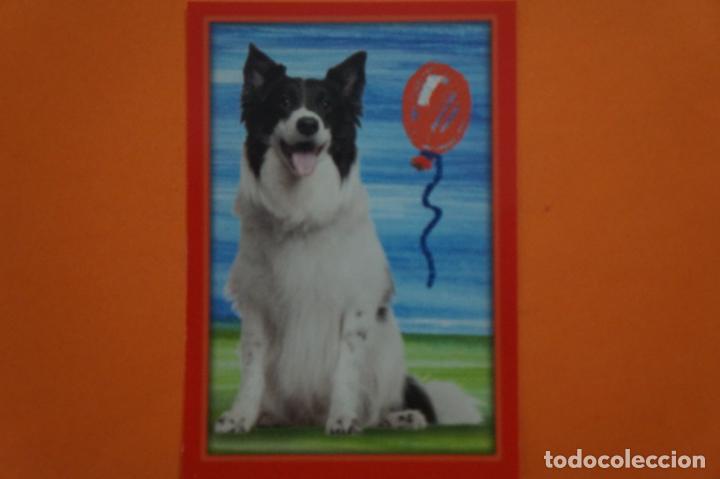 Coleccionismo Cromos antiguos: CROMO DE ANIMALITOS CUCCIOLOTTI SIN PEGAR N&ordm; 504 A&Ntilde;O 2017 DEL ALBUM ANIMALITOS CUCCIOLOTTI DE PANINI