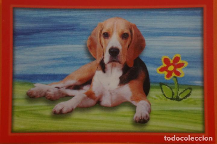 Coleccionismo Cromos antiguos: CROMO DE ANIMALITOS CUCCIOLOTTI SIN PEGAR N&ordm; 511 A&Ntilde;O 2017 DEL ALBUM ANIMALITOS CUCCIOLOTTI DE PANINI