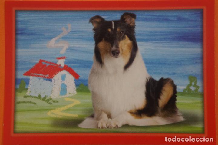 Coleccionismo Cromos antiguos: CROMO DE ANIMALITOS CUCCIOLOTTI SIN PEGAR N&ordm; 512 A&Ntilde;O 2017 DEL ALBUM ANIMALITOS CUCCIOLOTTI DE PANINI