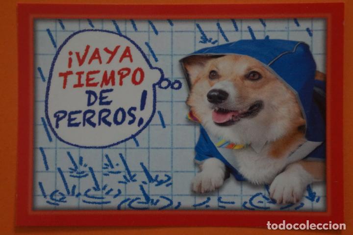 Coleccionismo Cromos antiguos: CROMO DE ANIMALITOS CUCCIOLOTTI SIN PEGAR N&ordm; 527 A&Ntilde;O 2017 DEL ALBUM ANIMALITOS CUCCIOLOTTI DE PANINI