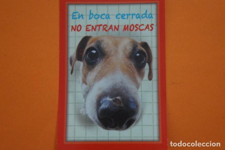 Coleccionismo Cromos antiguos: CROMO DE ANIMALITOS CUCCIOLOTTI SIN PEGAR N&ordm; 533 A&Ntilde;O 2017 DEL ALBUM ANIMALITOS CUCCIOLOTTI DE PANINI