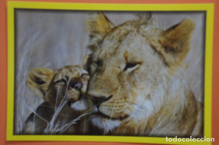 Coleccionismo Cromos antiguos: CROMO DE ANIMALITOS CUCCIOLOTTI SIN PEGAR N&ordm; 551 A&Ntilde;O 2017 DEL ALBUM ANIMALITOS CUCCIOLOTTI DE PANINI