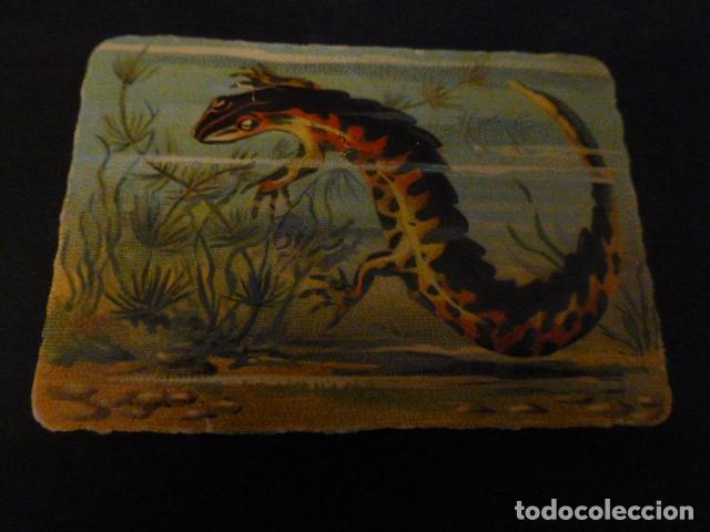 Coleccionismo cromos antiguos: SALAMANDRA CROMO SIGLO XIX - Foto 1
