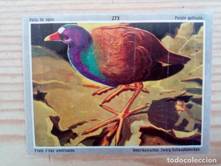 Sammeln alte Sammelbilder: Cromo Polla De Agua 273