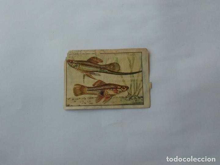 Coleccionismo cromos antiguos: ANTIGUO CROMO NESTL&Eacute; PECES - Foto 1