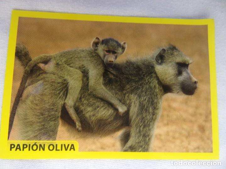 Coleccionismo cromos antiguos: AMICI CUCCIOLOTTI PANINI A&Ntilde;O 2015 NUM 136 - Foto 1
