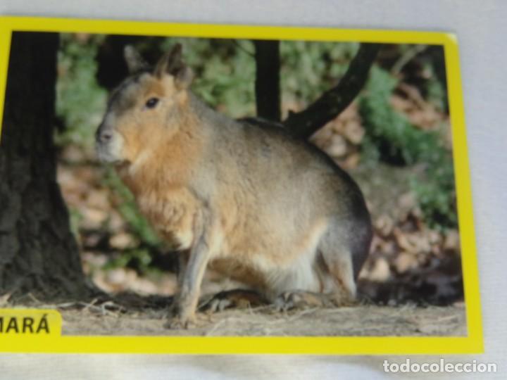 Coleccionismo cromos antiguos: AMICI CUCCIOLOTTI PANINI A&Ntilde;O 2015 NUM 214 - Foto 1