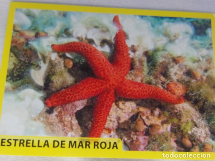 Coleccionismo cromos antiguos: AMICI CUCCIOLOTTI PANINI A&Ntilde;O 2015 NUM 27 - Foto 1