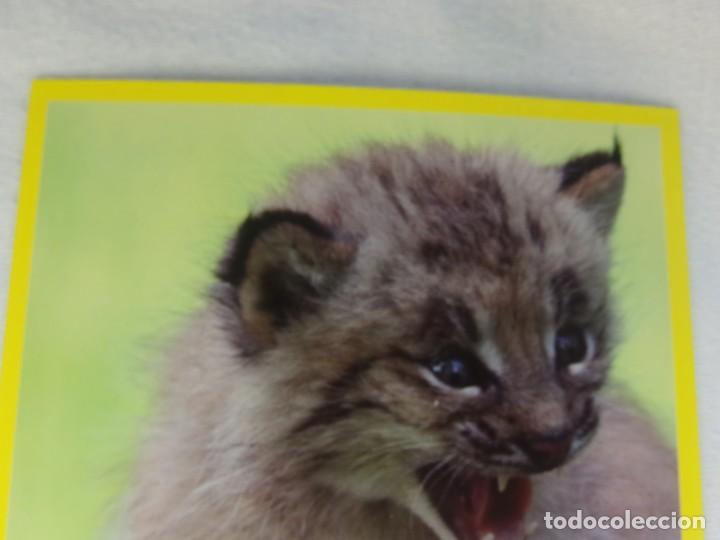 Coleccionismo cromos antiguos: AMICI CUCCIOLOTTI PANINI A&Ntilde;O 2015 NUM G129 - Foto 1