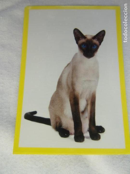 Coleccionismo cromos antiguos: AMICI CUCCIOLOTTI PANINI A&Ntilde;O 2015 NUM 305 - Foto 1
