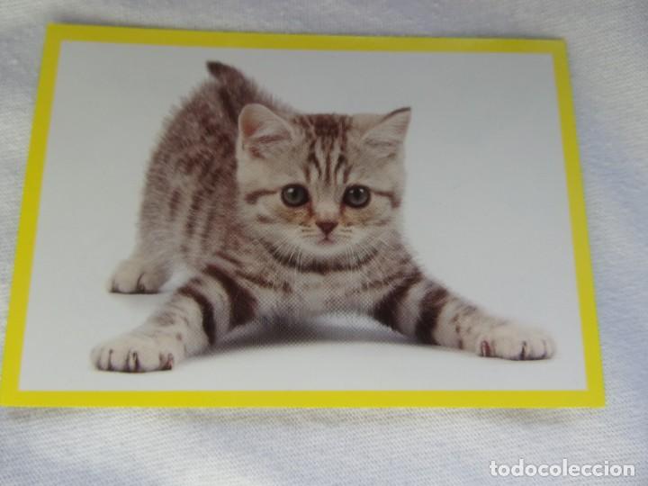Coleccionismo cromos antiguos: AMICI CUCCIOLOTTI PANINI A&Ntilde;O 2015 NUM 303 - Foto 1