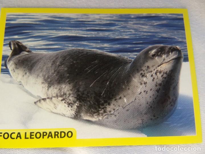 Coleccionismo cromos antiguos: AMICI CUCCIOLOTTI PANINI A&Ntilde;O 2015 NUM 257 - Foto 1