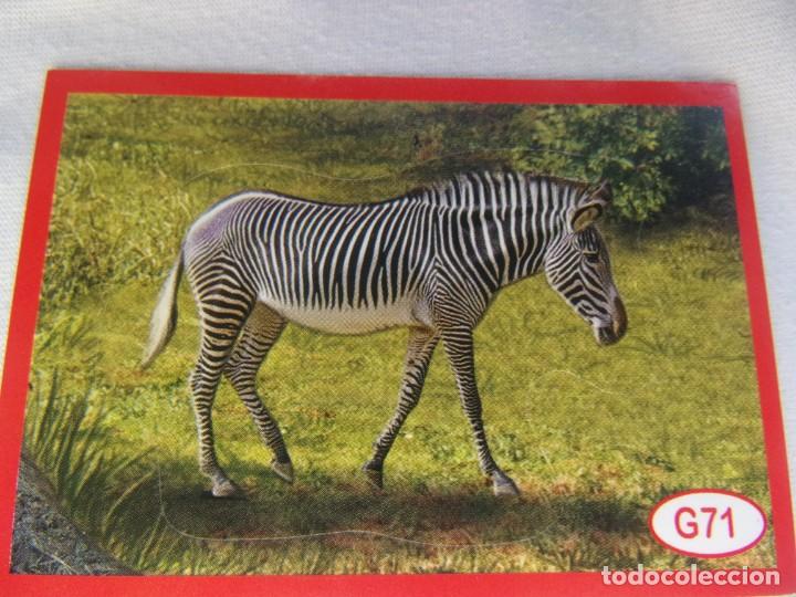 Coleccionismo cromos antiguos: AMICI CUCCIOLOTTI PANINI A&Ntilde;O 2015 NUM G71 - Foto 1